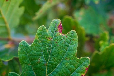 Macro view of a green oak leaf in Cornwall showing detailed texture Stock Photos