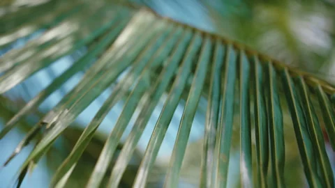 Macro View of Green Palm Tree Leaf Texture with Soft Focus Blue Sky Background Stock-Footage 327797301