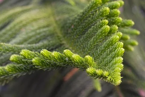Macro view of green prickly branches of fur-tree, pine. Stock Photos