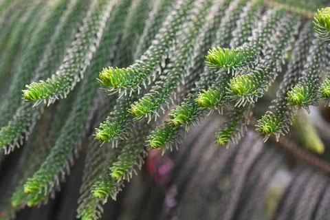 Macro view of green prickly branches of fur-tree, pine. Stock Photos