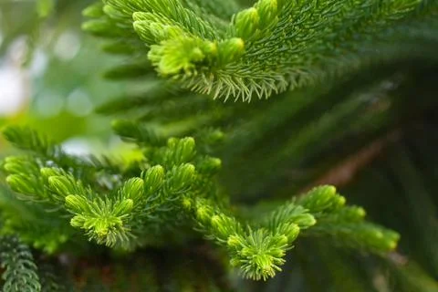 Macro view of green prickly branches of fur-tree, pine. Stock Photos