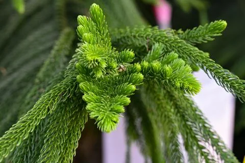 Macro view of green prickly branches of fur-tree, pine. Stock Photos
