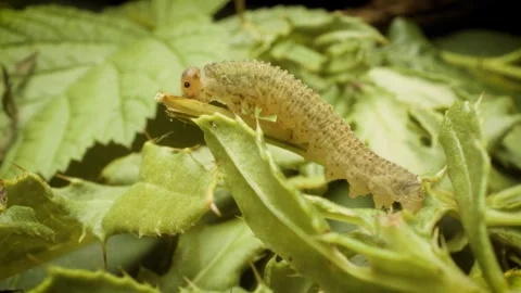 Macro view of green sawfly larva tenthredinidae on plant leaf Stock Footage 344446968