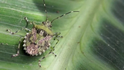 Macro view of green shield bug or stink bug on leaf, close up Stock Footage 141026981