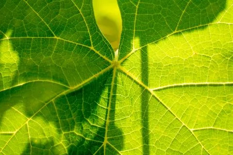 Macro view of green vine leaf veins texture and bright sun shining through Stock Photos