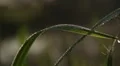 Macro-view of green wet grass, morning fog hovering over river HD Footage