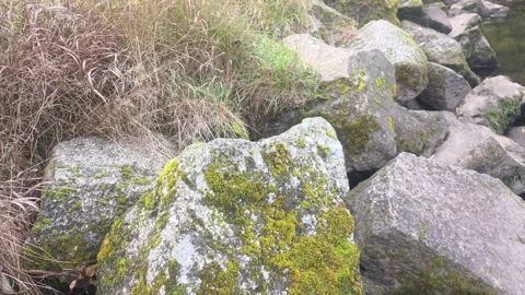 Macro View Of Grey Rock Covered In Bright Green Moss Stock Footage 348136981