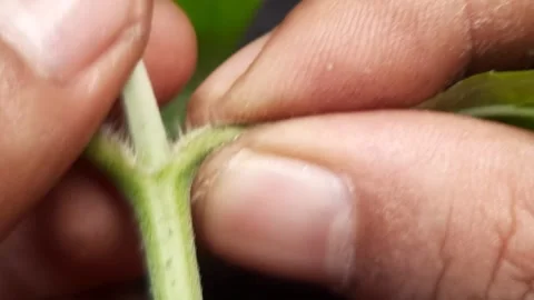 Macro View of Hand Tearing Leaf from Stem on Black Background Stock Footage 312403292