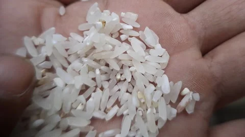 Macro View of Hand Touching and Sorting Rice Grains Stock Footage 312403027