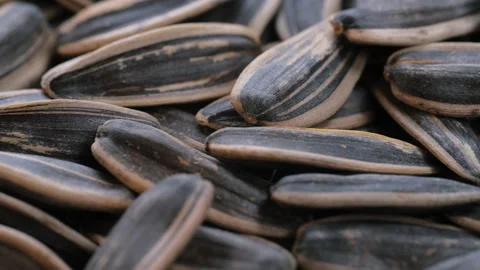 Macro view. Heap of black sunflower seeds, Slider shot. Selective focus. 動画素材 292524563