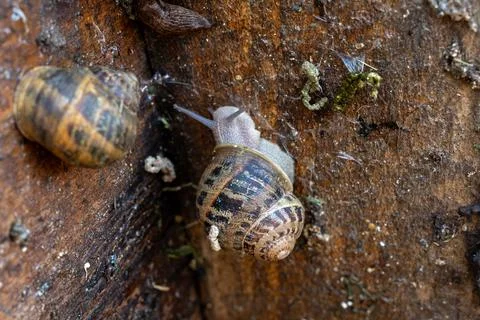 Macro View of Helix Aspersa Snail Moving on Damp Timber Fotos Stock