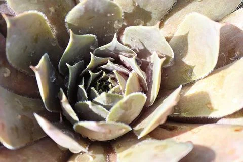 Macro view of hens and chicks succulent plants Stock Photos