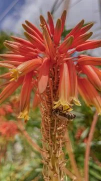 Macro view of honey bee gathering nectar inside orange blooming aloe vera f.. Stock Photos