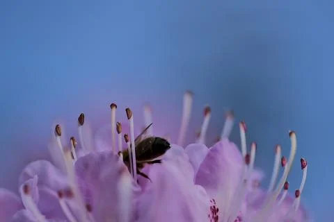 Macro view of honey bee pollinator collecting pollen from purple rhododendron Stock Photos