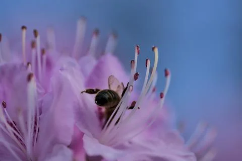 Macro view of honey bee pollinator collecting pollen from purple rhododendron Stock Photos