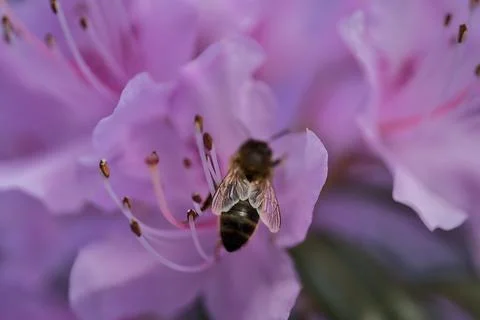 Macro view of honey bee pollinator collecting pollen from purple rhododendron Stock Photos