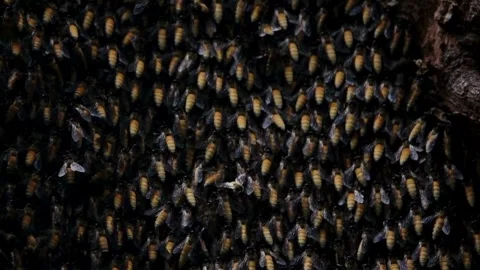 Macro view of honey bee swarm clinging to a dark tree trunk Stock Footage 332870397