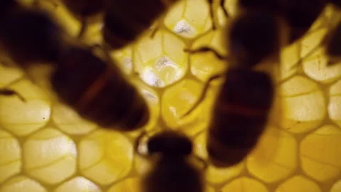Macro view of honey bees moving across honeycomb containing developing larvae. A Stock Footage 337674710