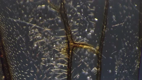 Macro view of honeybee wing filmed by microscope 400 times magnification with Stock Footage 207556233