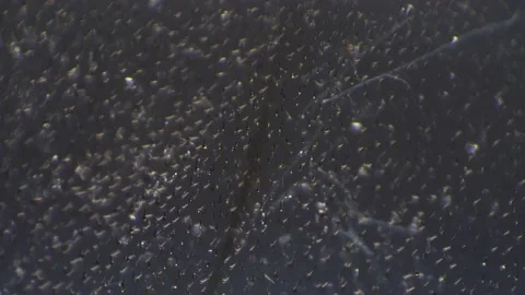 Macro view of honeybee wing filmed by microscope 200 times magnification with Stock Footage 209285094