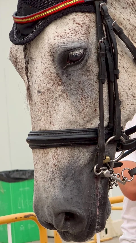Macro view of horse head with bridle and bit before performance, purebred eq Stock Footage 340296725