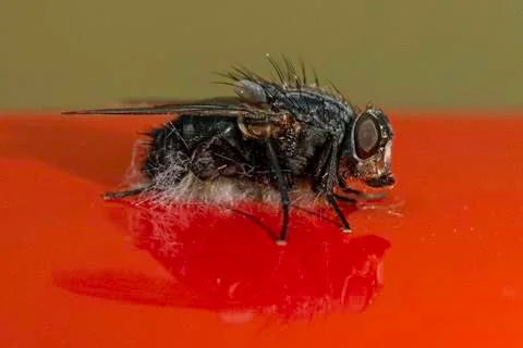 Macro view of house fly on red surface 스톡 사진