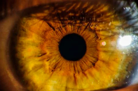 Macro view of human iris, women eye Stock Photos