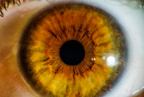 Macro view of human iris, women eye Stock Photos