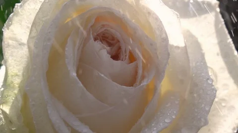Macro view of ice-cream rose under falling rain drops in slow motion. 動画素材 90449938