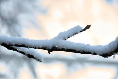Macro view of ice crystals formed by cold on a tree branch Stock Photos