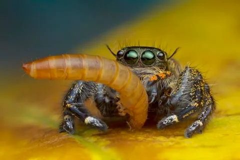Macro view image of jumping spider eating worm on yellow leaf background in n Stock Photos