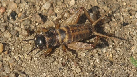 Macro view  insect Gryllinae, or field cricket,  sitting on the ground Stock Footage 117223295