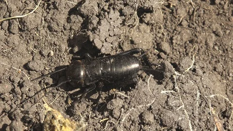 Macro view  insect Gryllinae, or field cricket,  sitting on ground Stock Footage 117917778