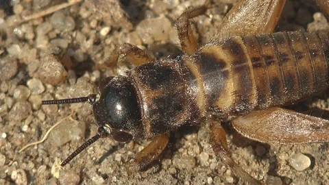 Macro view Insect Gryllus campestris, or field cricket, sitting on ground Stock Footage 118738246