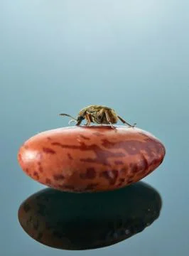 Macro view of insect isolated with peanut on blue background. macro photograp Stock Photos