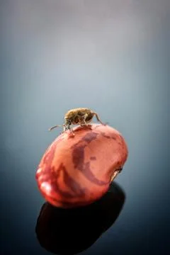 Macro view of insect isolated with peanut on blue background Stockfoto's