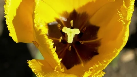 Macro View Inside Bright Yellow Fringed Tulip Blooming in Sunlight Stock Footage 339072292