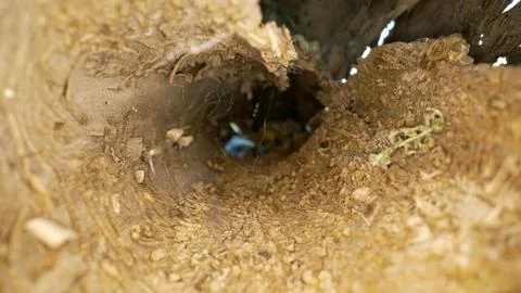 Macro view inside a hollow tree eaten by bark beetles Stock Photos