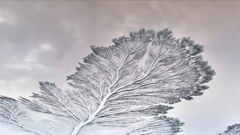 Macro View of Intricate Ice Crystal Patterns on Glass in Qiantang River China Видео 347110232