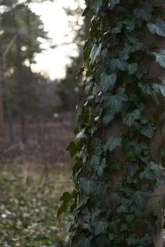 Macro View of Ivy Climbing Tree Trunk Stock Photos