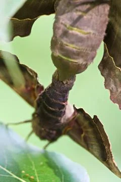 A macro view of the joined abdomens on mating moths Stock Photos