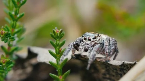 Macro View of a Jumping Spider with Big Eyes in the Sunlit Woods Stock Footage 316293158