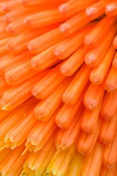 Macro View of Kniphofia Bengal Fire Stock Photos