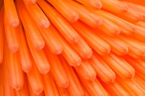 Macro View of Kniphofia Bengal Fire Stock Photos