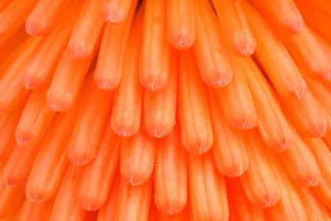Macro View of Kniphofia Bengal Fire Stock Photos