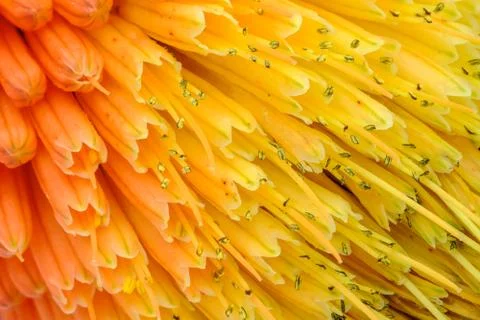 Macro View of Kniphofia Bengal Fire Stock Photos