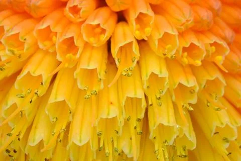 Macro View of Kniphofia Bengal Fire Stock Photos