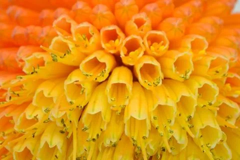 Macro View of Kniphofia Bengal Fire Stock Photos