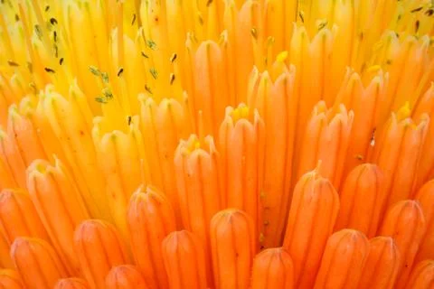 Macro View of Kniphofia Bengal Fire Stock Photos