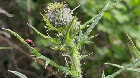 Macro view of ladybug sitting on sunflower leaves in field. Beautiful bug,nature Stock Footage 311867953